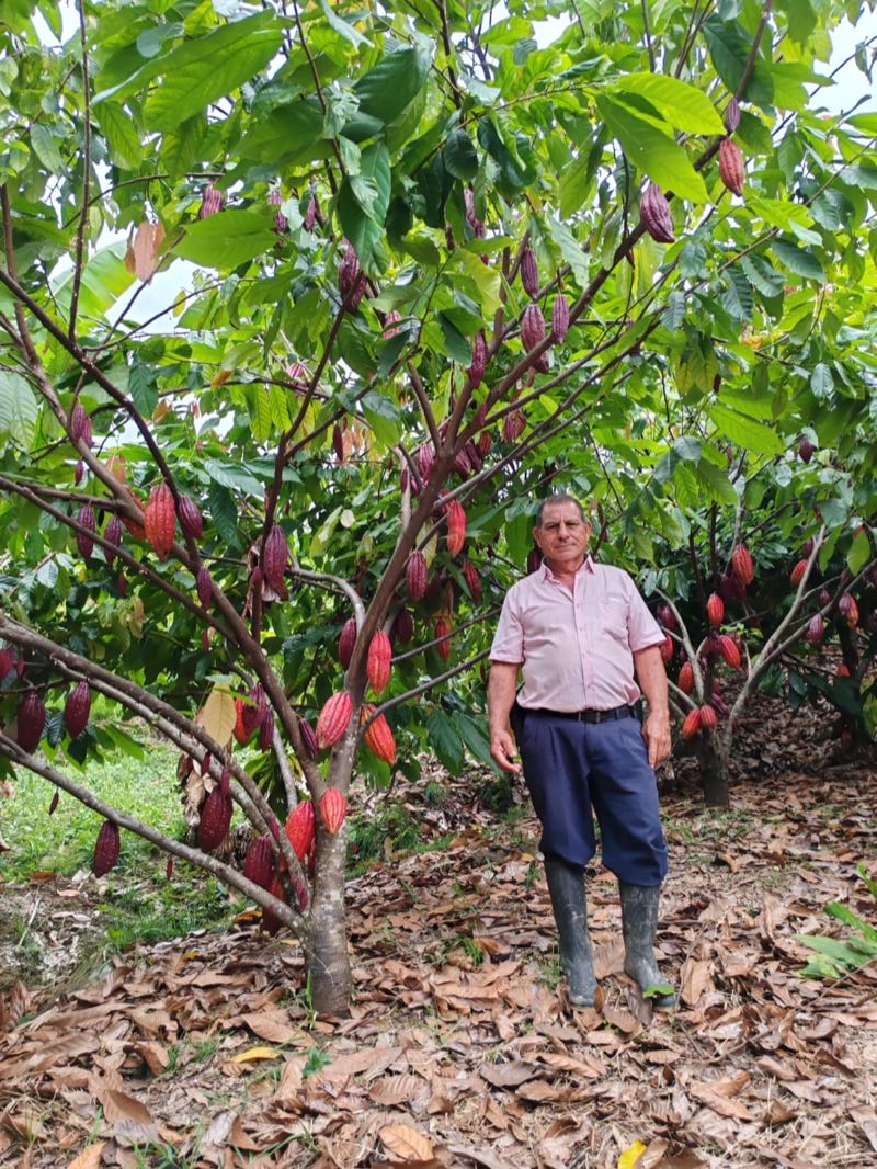 Agricultor colombiano en cultivo de cacao